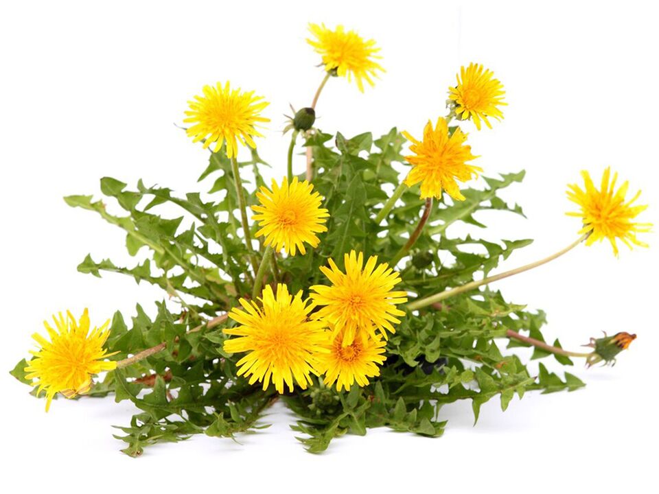 dandelion extract Alcozar-en